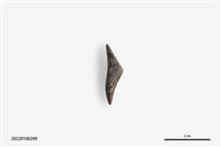 藏品(魚卡子)的圖片